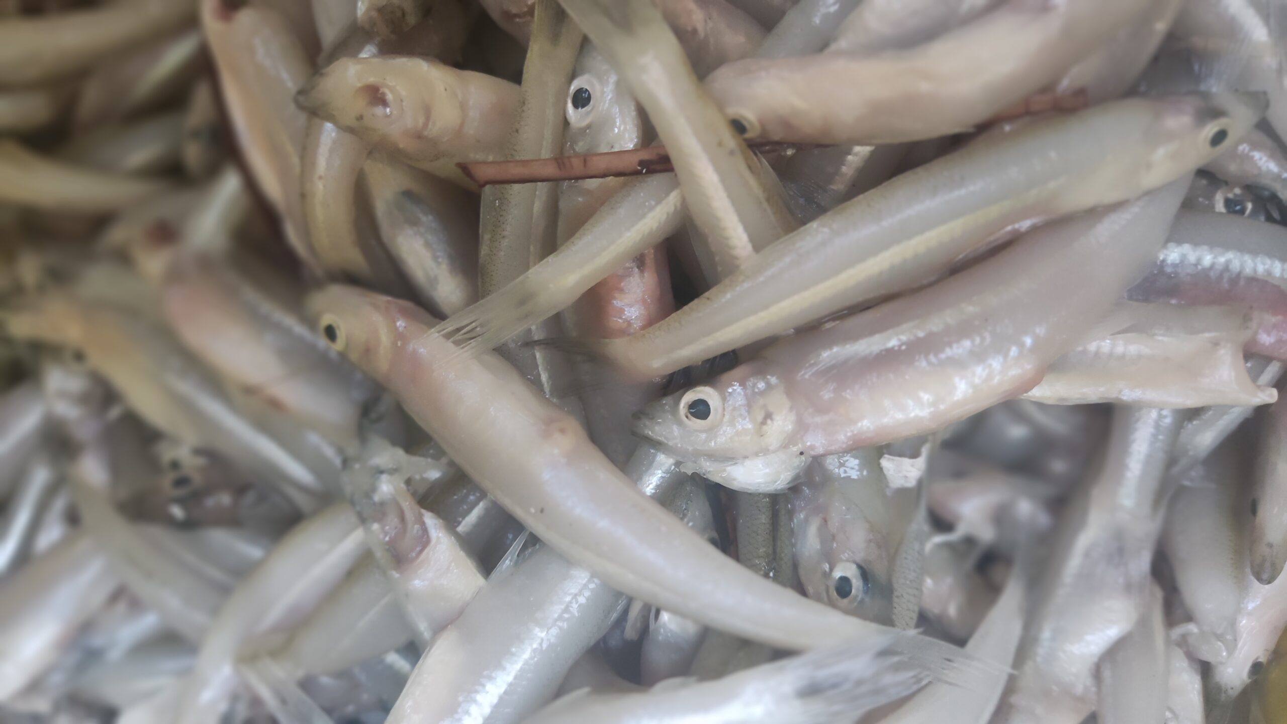 Solar drying device to process charales with less pollution