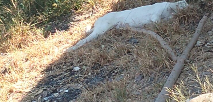 Information sought in animal deaths in Presa Corona