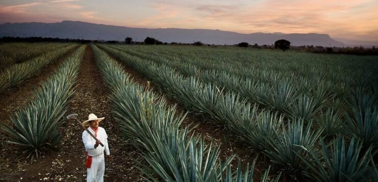 Tequila to host 10th edition of Mexico tourism awards
