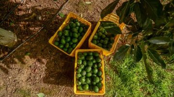 Jalisco expands avocado pest-free zones to strengthen exports