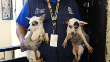 Fifty-two dogs rescued from crowded Guadalajara apartment
