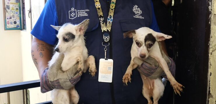 Fifty-two dogs rescued from crowded Guadalajara apartment