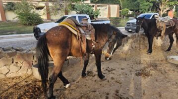 Jalisco Attorney General's Office inspects Ajijic horses for abuse