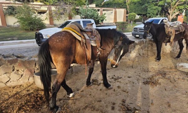 Jalisco Attorney General's Office inspects Ajijic horses for abuse