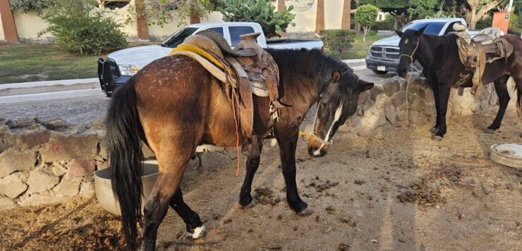 Jalisco Attorney General's Office inspects Ajijic horses for abuse