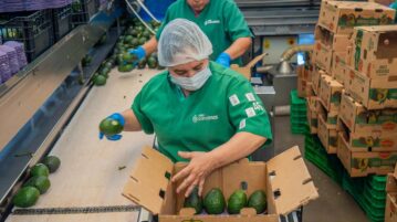Jalisco breaks record for export of avocados to US