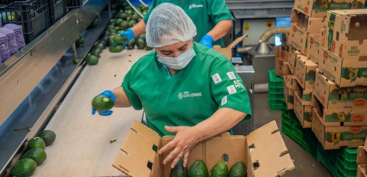 Jalisco breaks record for export of avocados to US