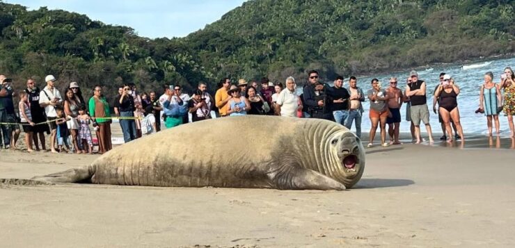 Elephant seal napping on Nayarit beaches