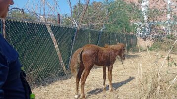 Horse rescued after collapsing from exhaustion in Jocotepec