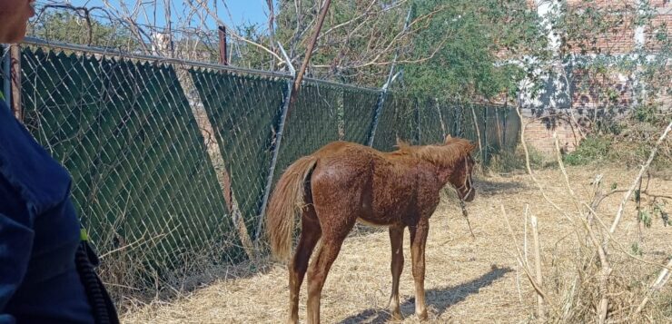 Horse rescued after collapsing from exhaustion in Jocotepec