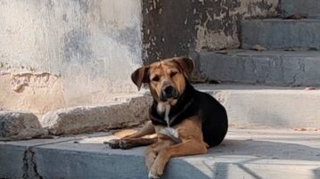Chapala free spay/neuter campaign in April
