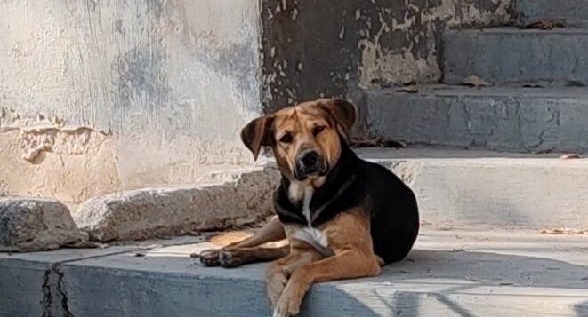 Chapala free spay/neuter campaign in April