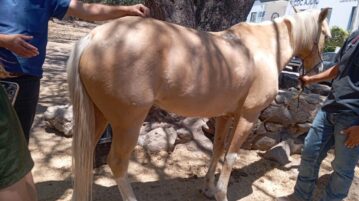 Jalisco prosecutors seize six horses in Ajijic