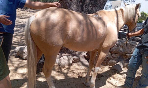 Jalisco prosecutors seize six horses in Ajijic