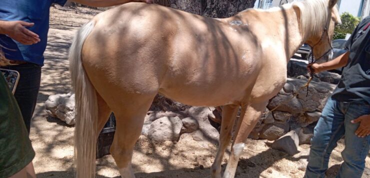 Jalisco prosecutors seize six horses in Ajijic