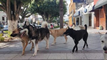 Dogs are the second most affected species by the borer worm