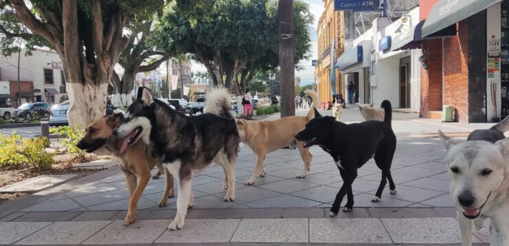 Dogs are the second most affected species by the borer worm