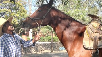 “Pancho de los caballos” demands the returns of his horses