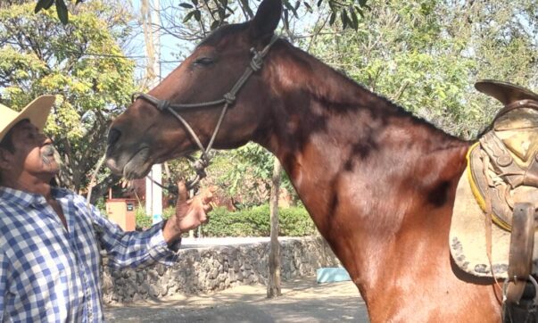 “Pancho de los caballos” demands the returns of his horses