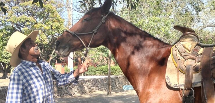 “Pancho de los caballos” demands the returns of his horses