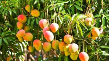 Jalisco launches mango route and expects over 2 million visitors