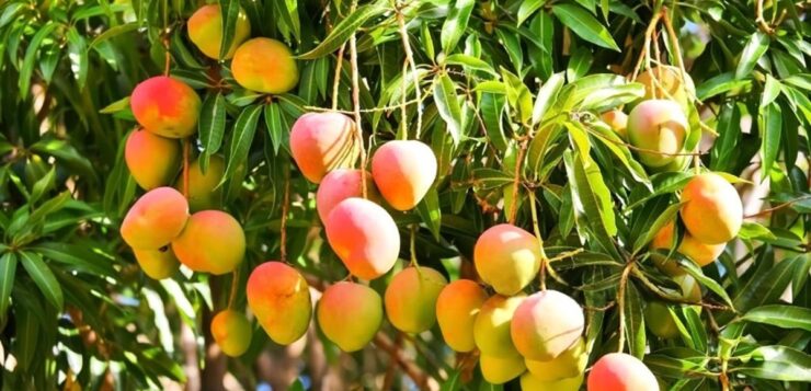 Jalisco launches mango route and expects over 2 million visitors