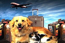 No, Mexico Has Not Banned Your Pet Dog