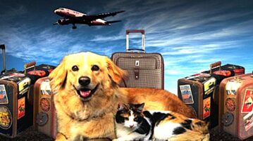 No, Mexico Has Not Banned Your Pet Dog