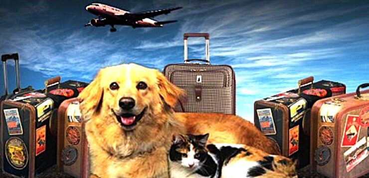 No, Mexico Has Not Banned Your Pet Dog