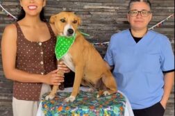 Chapala launches adoption campaign to home 26 dogs