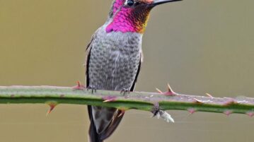 Rare Anna's hummingbird found in Jalisco