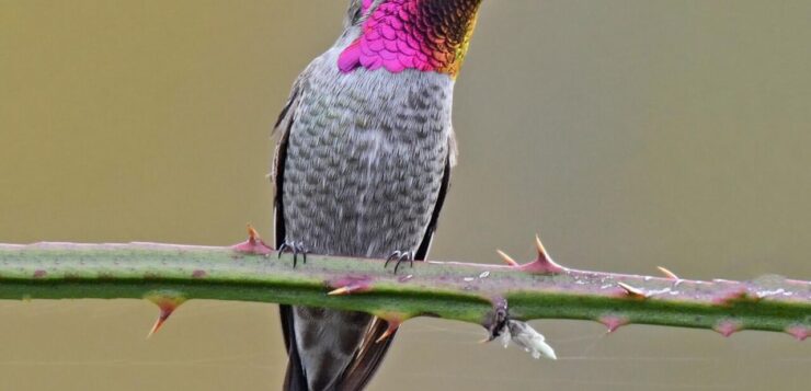Rare Anna's hummingbird found in Jalisco