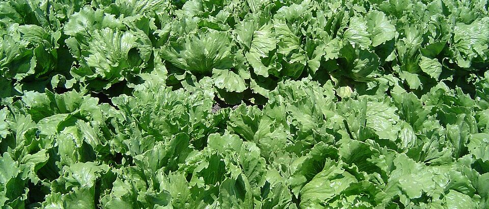  Is Mexican lettuce in Lakeside safe to eat? <br /> <span style='color:#797979;font-size:15px;font-family: Georgia, Cambria, 'Times New Roman', Times, serif;'>The cyclosporiasis outbreak</span>